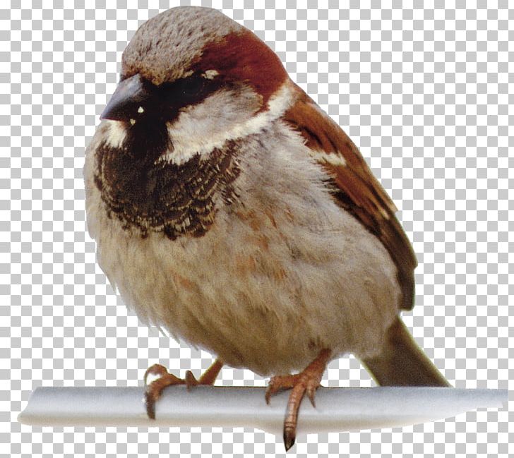 Bird Homing Pigeon Sparrow U4e16u754cu9ce5u985e Animal PNG, Clipart, 3d Animation, Anime Character, Anime Girl, Beak, Bird Cage Free PNG Download