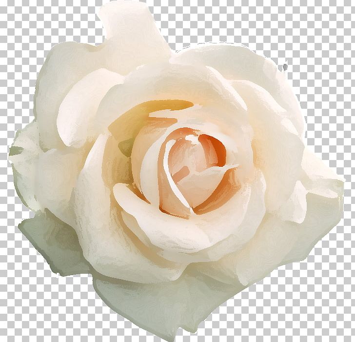 Fototapet Rose Flower Hanakotoba PNG, Clipart, Cut Flowers, Floribunda, Flower, Flowering Plant, Flowers Free PNG Download