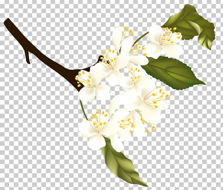 Spring PNG, Clipart, Auglis, Autumn, Blossom, Branch, Cut Flowers Free PNG Download