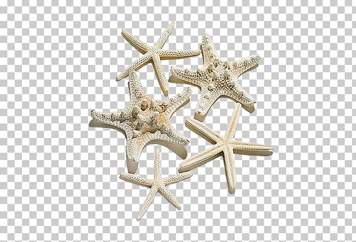 Starfish BMP File Format PNG, Clipart, Animals, Beautiful Starfish, Body Jewelry, Cartoon Starfish, Chart Free PNG Download