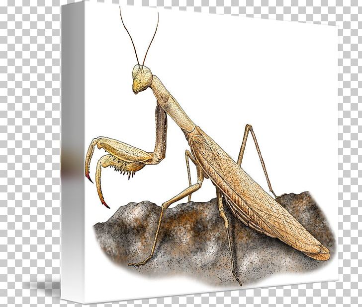 Mantis Insect Pest PNG, Clipart, Animals, Arthropod, Insect, Invertebrate, Mantis Free PNG Download