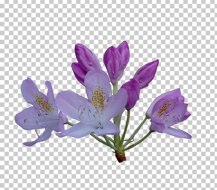 Portable Network Graphics Stock.xchng Azalea PNG, Clipart, Azalea, Crocus, Flower, Flowering Plant, Lavender Free PNG Download