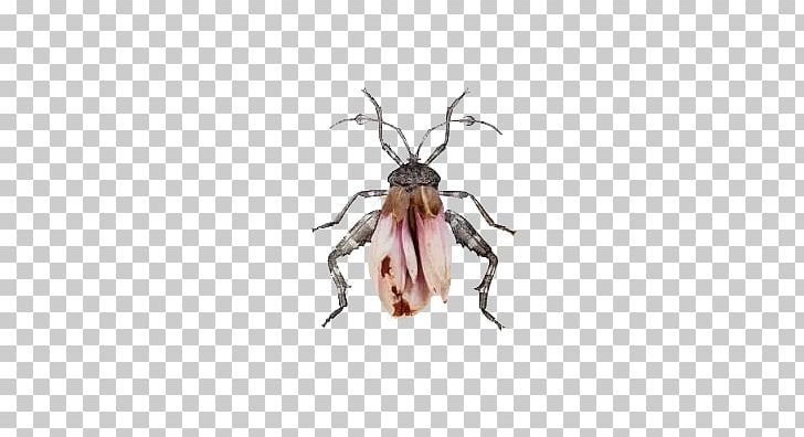 Insect Hymenopterans Heteroptera Homoptera Art PNG, Clipart, Animals, Art, Arthropod, Arthropod Mouthparts, Beetle Free PNG Download