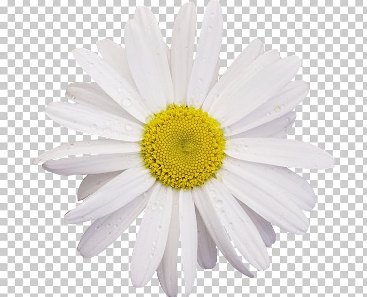 Chamomile Flower Common Daisy PNG, Clipart, Aster, Camomile, Chamomile, Chrysanths, Common Daisy Free PNG Download
