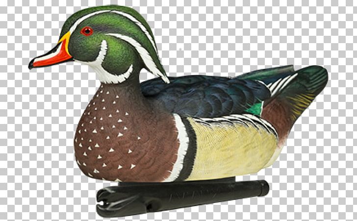Duck Decoy Mallard Bird PNG, Clipart, American Black Duck, Animals, Atlantic Flyway, Avian, Beak Free PNG Download