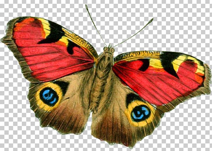 Butterfly Insect Moth PNG, Clipart, Arthropod, Brush Footed Butterfly, Butterflies And Moths, Butterfly, Butterfly Gardening Free PNG Download
