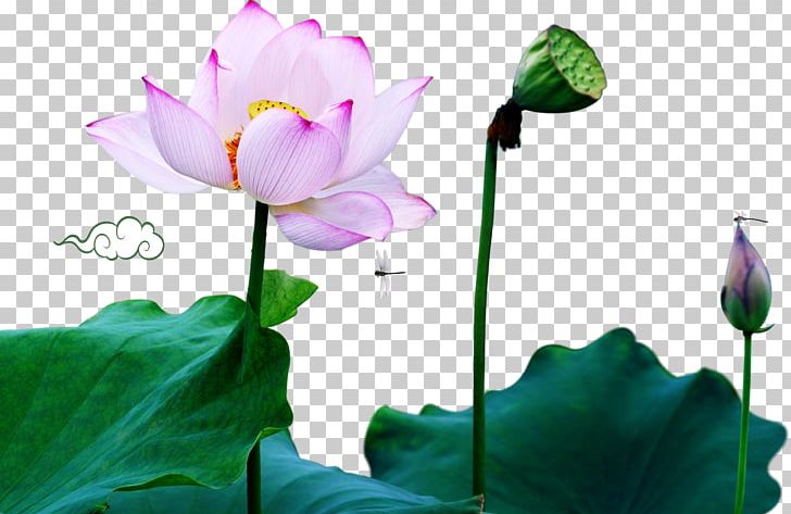 Nelumbo Nucifera Anti-corruption Campaign Under Xi Jinping Poster PNG, Clipart, Annual Plant, Aquatic Plant, Bud, Chinese Dream, Christmas Decoration Free PNG Download