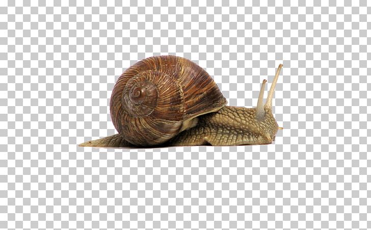 Garden Snail Gastropods PNG, Clipart, Animals, Escargot, Gastropods, Helix, Ilaclama Free PNG Download