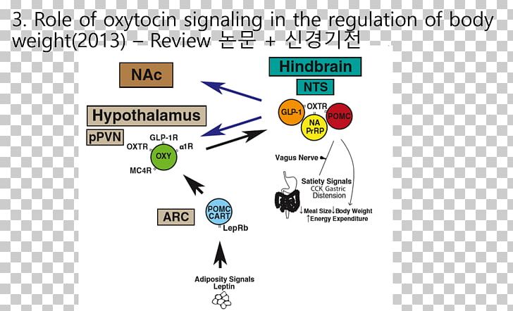 Proopiomelanocortin Leptin Obesity Agouti-related Peptide Cholecystokinin PNG, Clipart, Area, Brand, Central Nervous System, Cholecystokinin, Circle Free PNG Download