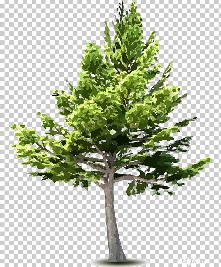 Tree Pine PNG, Clipart, Alder, Branch, Chaga Mushroom, Conifer, Conifers Free PNG Download