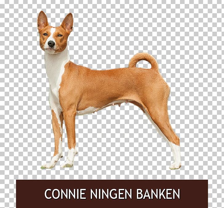 Basenji Portuguese Podengo Tenterfield Terrier Plummer Terrier Dog Breed PNG, Clipart, Ancient Dog Breeds, Animal Sports, Basenji, Breed, Carnivoran Free PNG Download