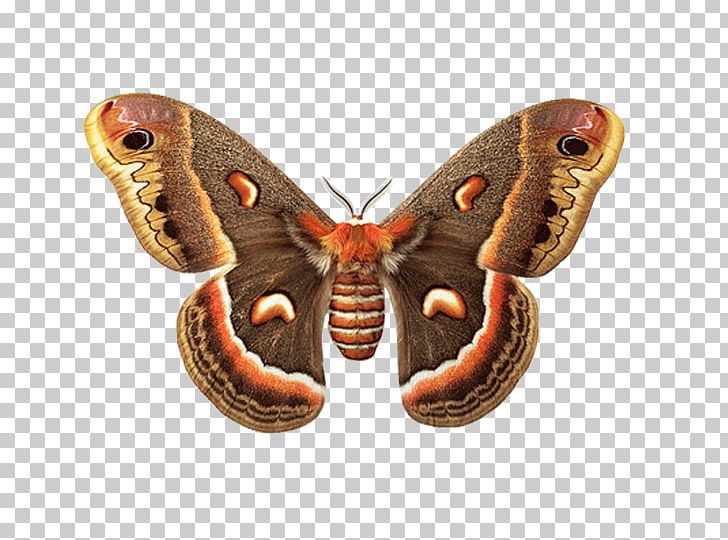 Butterfly Nymphalidae Insect Moth Viceroy PNG, Clipart, Arthropod, Bomb, Brush Footed Butterfly, Butterflies And Moths, Butterfly Free PNG Download