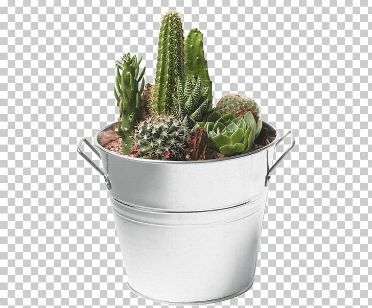 Succulent Plant Portable Network Graphics Cactus Desktop Transparency PNG, Clipart, Cactus, Cactus Garden, Caryophyllales, Computer Icons, Desktop Wallpaper Free PNG Download