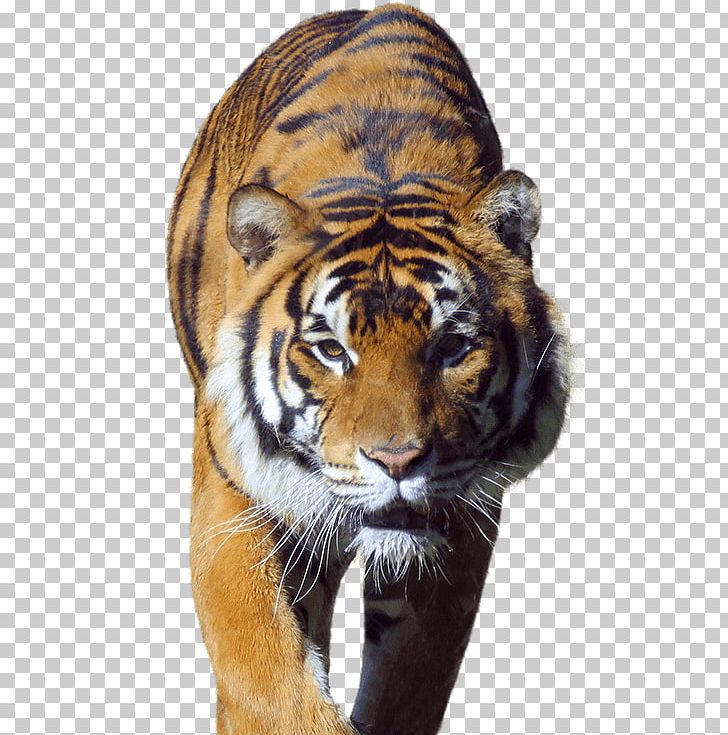 Black Tiger Whiskers Big Cat Deer PNG, Clipart, 2017, Animals, Big Cat, Big Cats, Black Tiger Free PNG Download