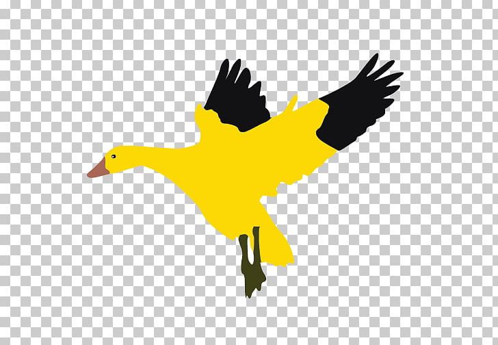 Goose Duck Bird Cygnini PNG, Clipart, Anatidae, Animal, Animals, Beak, Bird Free PNG Download