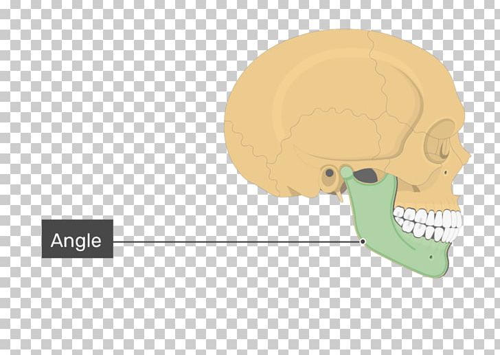 Nose Skull Frontal Process Of Maxilla Frontal Bone Mandible PNG, Clipart, Anatomy, Bone, Brand, Cartoon, Communication Free PNG Download