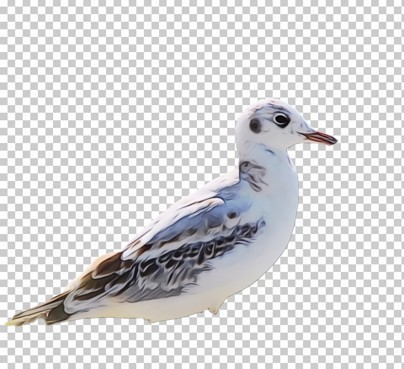 Feather PNG, Clipart, Beak, Feather, Great Blackbacked Gull, Gull, Lesser Blackbacked Gull Free PNG Download