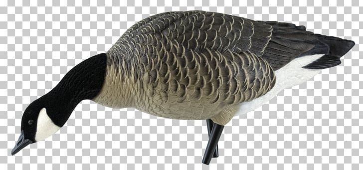 Canada Goose Decoy Anseriformes PNG, Clipart,  Free PNG Download