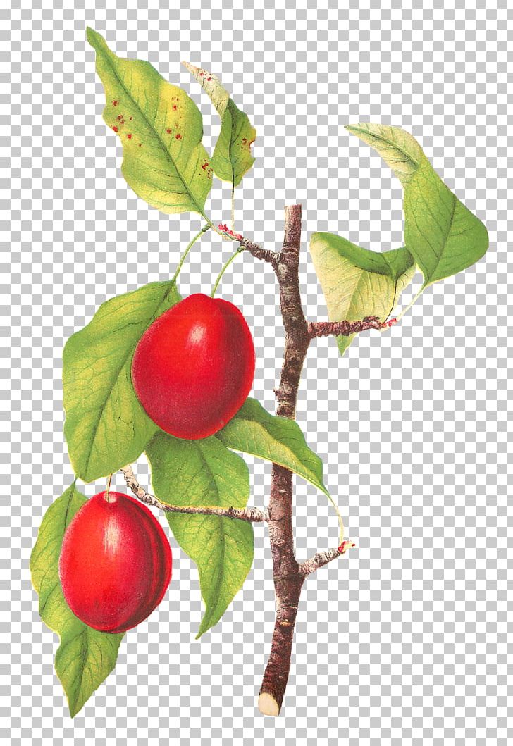 Plum Fruit Tree Food PNG, Clipart, Acerola, Acerola Family, Art, Berry, Branch Free PNG Download