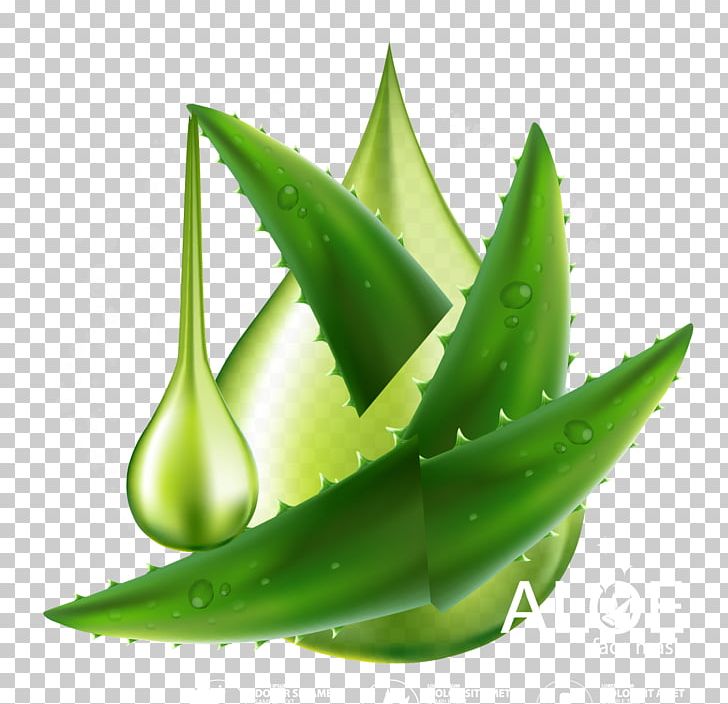 Aloe Vera Plant PNG, Clipart, Adobe, Aloe, Aloe Vector, Aloe Vera Pulp 12 0 1, Download Free PNG Download