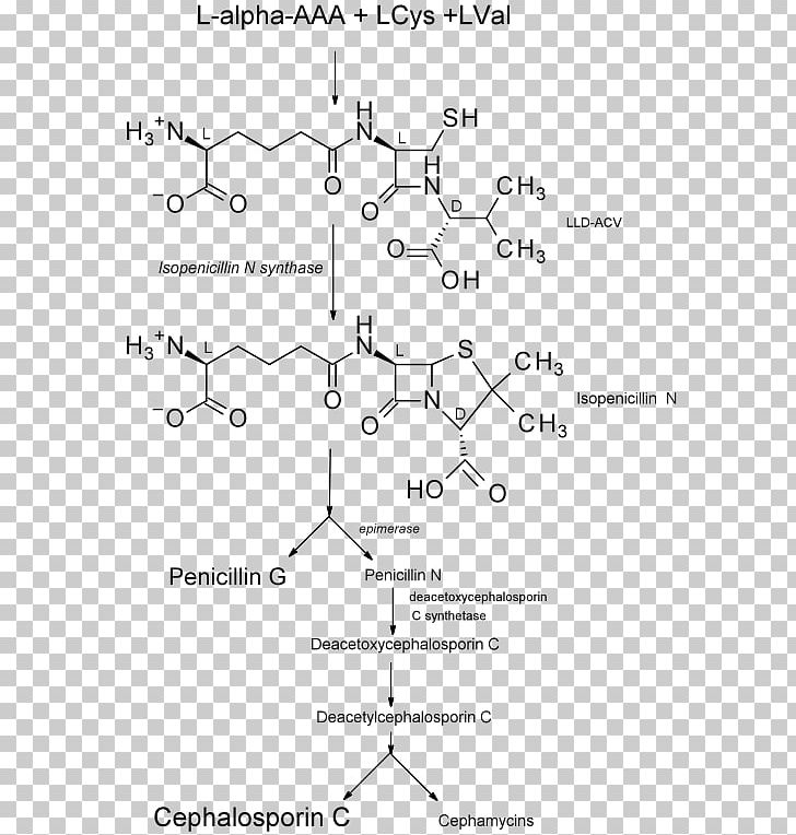 Isopenicillin N Synthase Biosynthesis Benzylpenicillin Cephalosporin PNG, Clipart, Ampicillin, Angle, Antibiotic, Antibiotics, Antimicrobial Resistance Free PNG Download