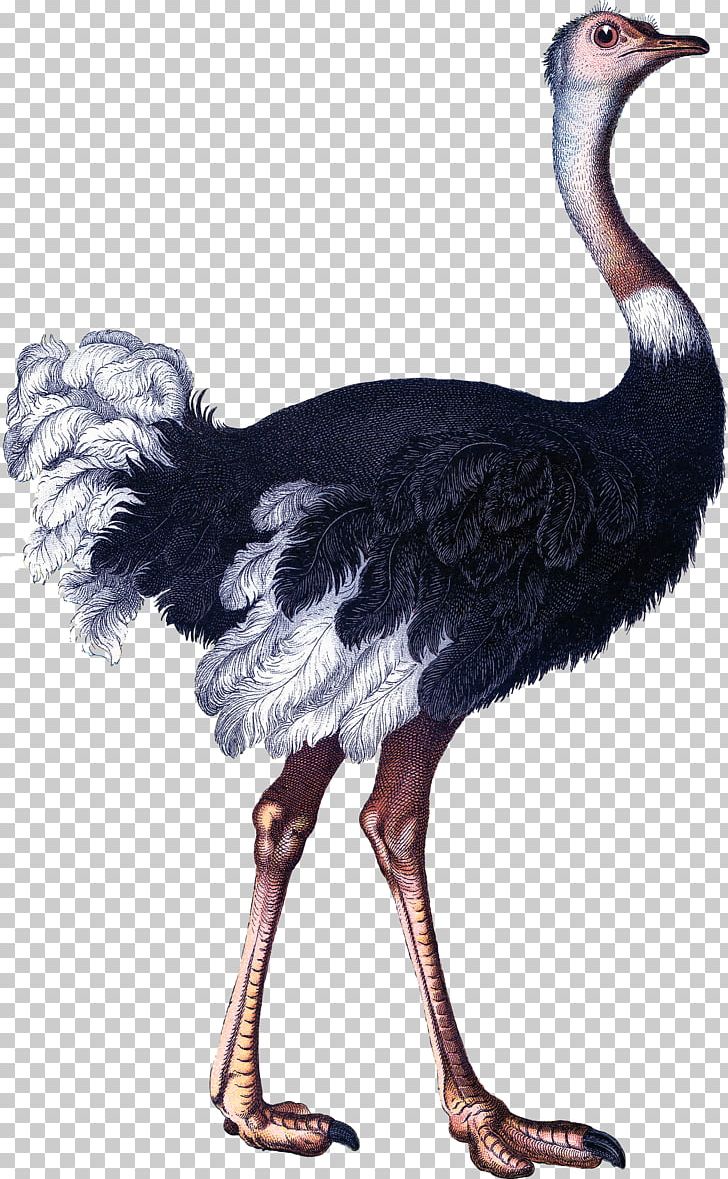 Bird Somali Ostrich Paper Illustration PNG, Clipart, Animal, Antique, Bird Egg, Button, Cartoon Free PNG Download