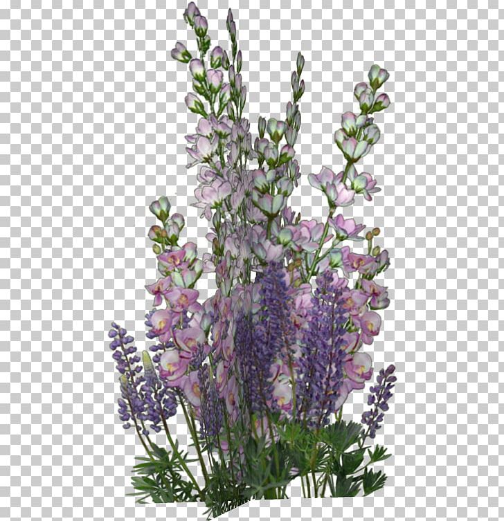 English Lavender Borders And Frames Flower Violet PNG, Clipart, Borders And Frames, Cut Flowers, Encapsulated Postscript, English Lavender, Flower Free PNG Download