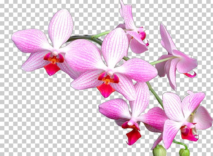 Orchids Encapsulated PostScript PNG, Clipart, Cattleya, Computer Graphics, Computer Icons, Cut Flowers, Dendrobium Free PNG Download