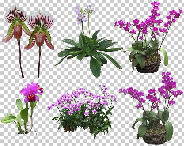 Orchids Flower PNG, Clipart, Cartoon, Floral, Flower Arranging, Flower Plants, Flowers Free PNG Download