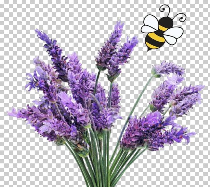 English Lavender Lavandula Latifolia French Lavender Plant Lavender Oil PNG, Clipart, Cut Flowers, English Lavender, Essential Oil, Flower, Flowering Plant Free PNG Download