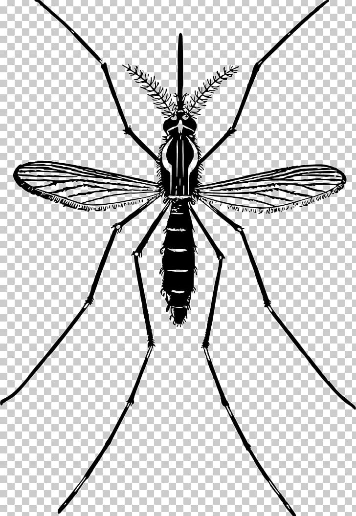 Mosquito PNG, Clipart, Arthropod, Artwork, Black And White, Blog, Download Free PNG Download
