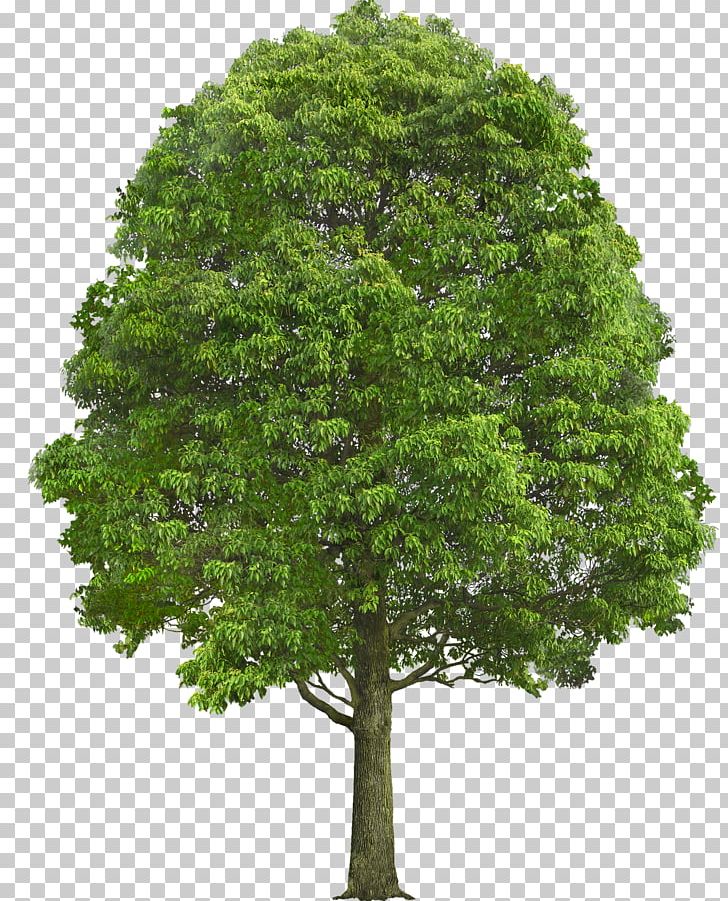 Tree Oak Shrub Plant PNG, Clipart, Arecaceae, Branch, Catalpa, Conifers, Deciduous Free PNG Download