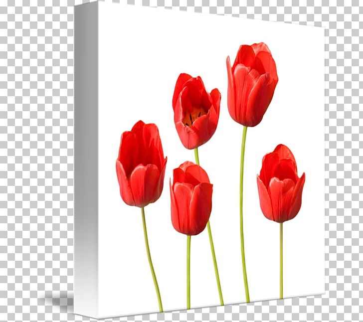Tulip Flower Desktop PNG, Clipart, Art, Artificial Flower, Cut Flowers, Desktop Wallpaper, Drawing Free PNG Download