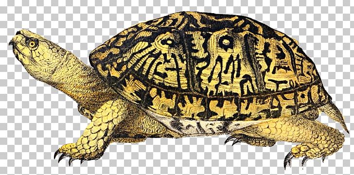 Eastern Box Turtle PNG, Clipart, Animals, Box Turtle, Chelydridae, Common Box Turtle, Common Snapping Turtle Free PNG Download