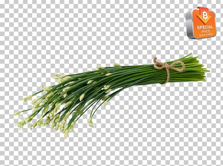 Allium Fistulosum Herb Scallion Welsh Cuisine Grasses PNG, Clipart, Allium, Allium Fistulosum, Commodity, Food, Grass Free PNG Download