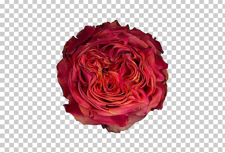 Garden Roses Cabbage Rose Floribunda Cut Flowers PNG, Clipart, Artificial Flower, Brigitte Bardot, Cut Flowers, Floral Design, Floribunda Free PNG Download