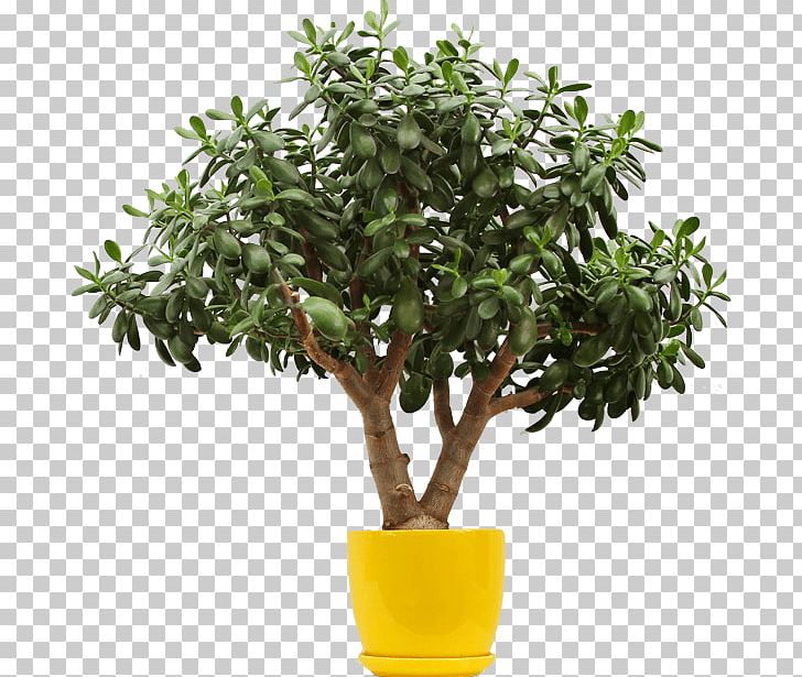 Lemon Tree PNG, Clipart, Advertising, Branch, Business, Flowerpot, Fruit Nut Free PNG Download