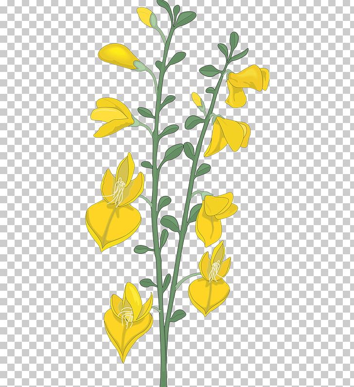 Plant Stem Photography PNG, Clipart, Branch, Brassica Rapa, Broom, Canola, Cut Flowers Free PNG Download