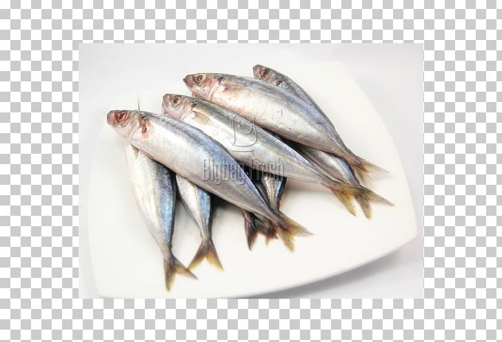 Sardine Pacific Saury Fish Products Oily Fish Blackfin Scad PNG, Clipart, Anchovy, Anchovy Food, Animals, Animal Source Foods, Blackfin Scad Free PNG Download