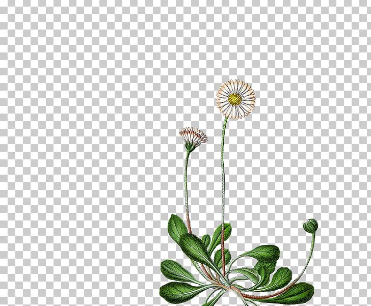 Common Daisy Flower Perennial Plant Seed Daisy Family PNG, Clipart, Bellis, Bellis Caerulescens, Bellis Sylvestris, Chamomile, Common Daisy Free PNG Download