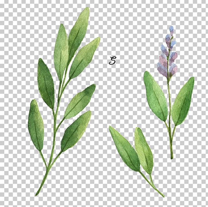 Common Sage Stock Illustration Drawing Illustration PNG, Clipart, Adobe