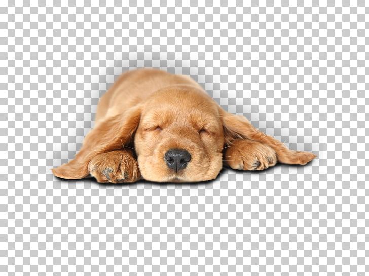 Dog Cat Pet Shop Food PNG, Clipart, Animals, Animal Shelter, Blanket, Carnivoran, Cat Free PNG Download