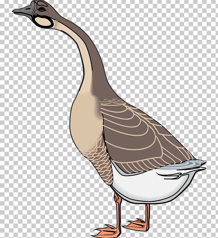 Goose Ganso Duck Bird PNG, Clipart, Animal, Animal Husbandry, Aves, Beak, Bird Free PNG Download