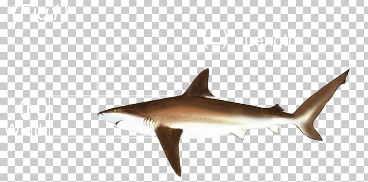 Requiem Sharks Fauna Marine Biology PNG, Clipart, Animal, Animal Figure, Australian Rules, Biology, Cartilaginous Fish Free PNG Download