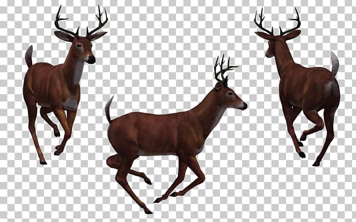 White-tailed Deer PNG, Clipart, Animals, Antler, Art, Deer, Deer Hunting Free PNG Download