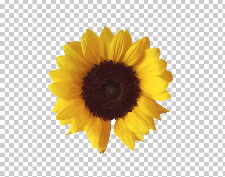Common Sunflower Computer Icons PNG, Clipart, Cari, Common Sunflower, Computer Icons, Daisy Family, Download Free PNG Download