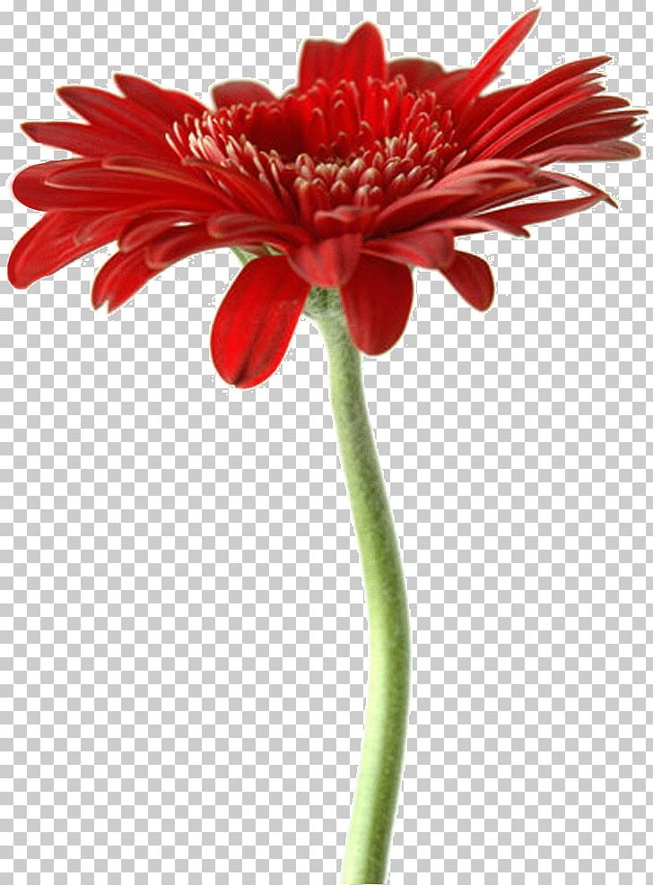 Transvaal Daisy Floristry Cut Flowers Artificial Flower PNG, Clipart, Artificial Flower, Cut Flowers, Daisy Family, Floristry, Flower Free PNG Download