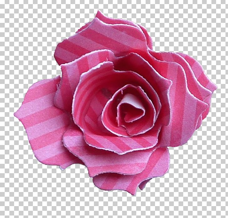 Garden Roses Centifolia Roses Floribunda Cut Flowers Petal PNG, Clipart, Centifolia Roses, China Rose, Flower, Flowering Plant, Gard Free PNG Download