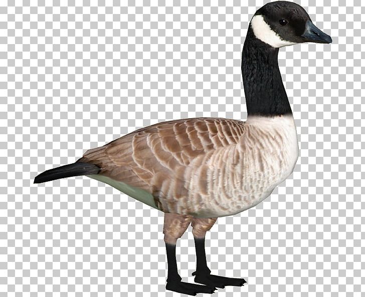 Zoo Tycoon 2 Canada Goose Duck PNG, Clipart, Anatidae, Animal, Animal Figure, Animals, Barheaded Goose Free PNG Download