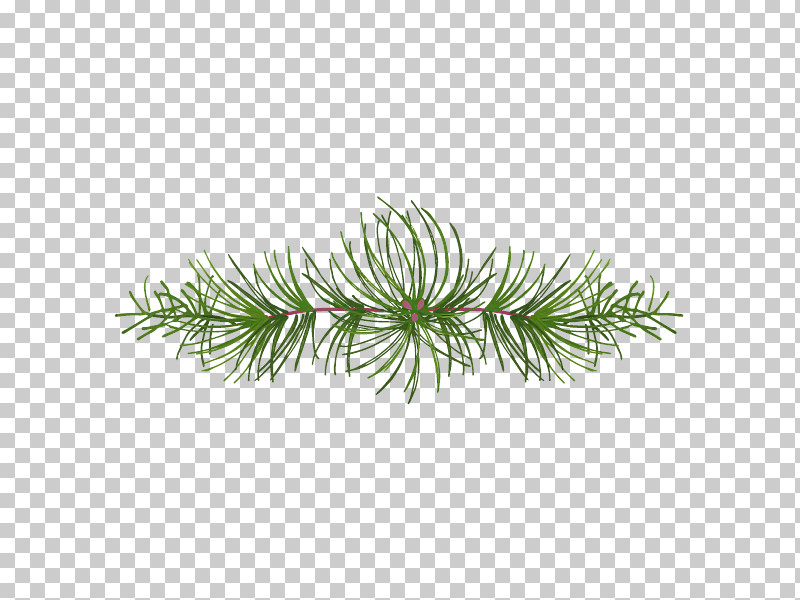 White Pine Yellow Fir Jack Pine Lodgepole Pine Oregon Pine PNG, Clipart, American Larch, Balsam Fir, Branch, Colorado Spruce, Conifer Free PNG Download